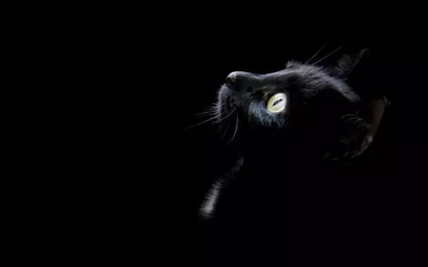 家里养黑猫好不好有没有什么说法(3)