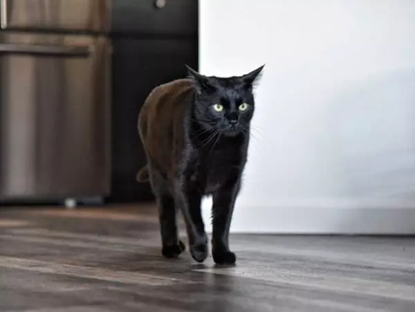 家里养黑猫好不好有没有什么说法(4)