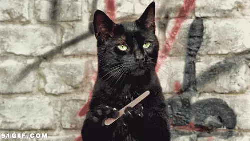家里养黑猫好不好有没有什么说法(5)