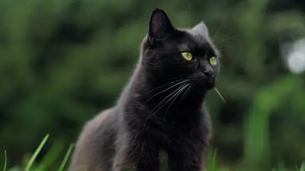 家里养黑猫好不好有没有什么说法(9)