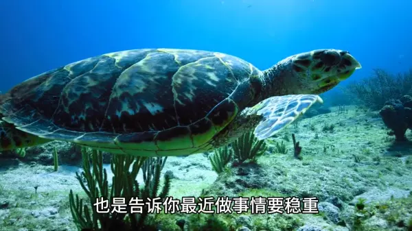 梦到了乌龟和黑鱼什么意思周公解梦(2)