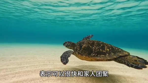 梦到了乌龟和黑鱼什么意思周公解梦(4)