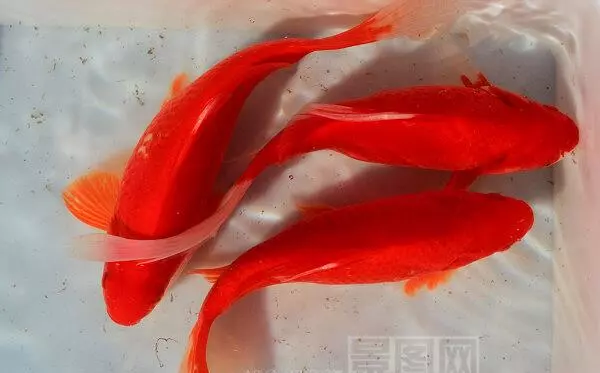 梦到吃牛肉面面条是什么预兆周公解梦(3)