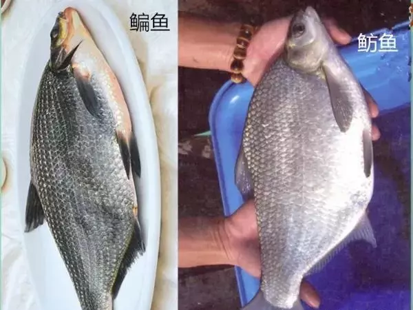 鳊鱼与鲂鱼的区别(1)