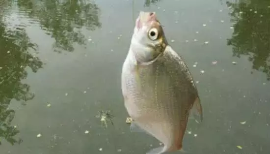 鳊鱼与鲂鱼的区别(5)