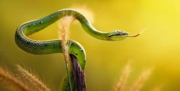 做梦梦到打鳄鱼是什么预兆呢周公解梦梦见蛇(1)