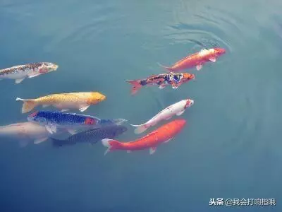 女人梦到大鱼在游泳是什么意思啊周公解梦梦见蛇(1)