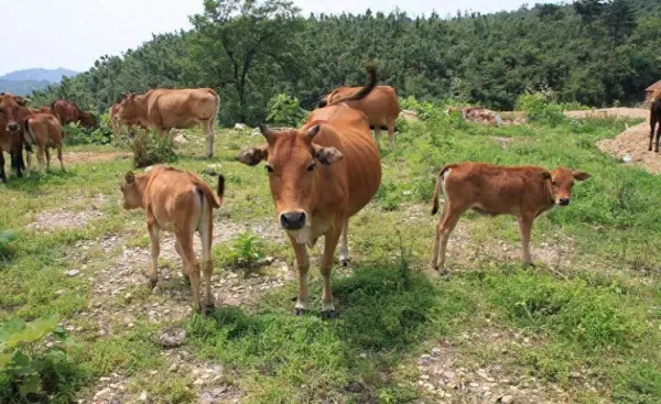 孕妇的家人梦见牛是什么预兆呢周公解梦梦见蛇(1)