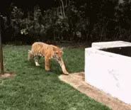 小时候算命说我桃花运旺盛是真的吗还是假的(9)