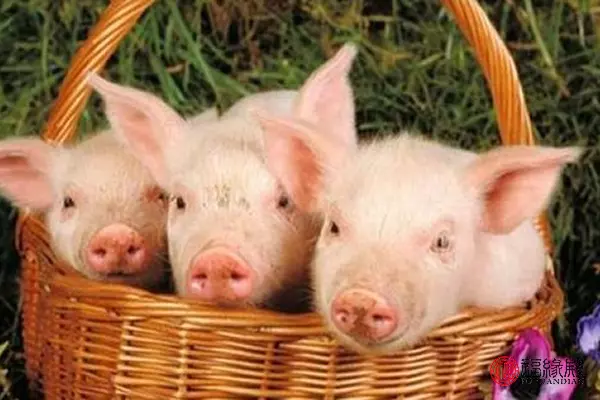 71年的猪男2022年全年事业运势怎么样呢(1)