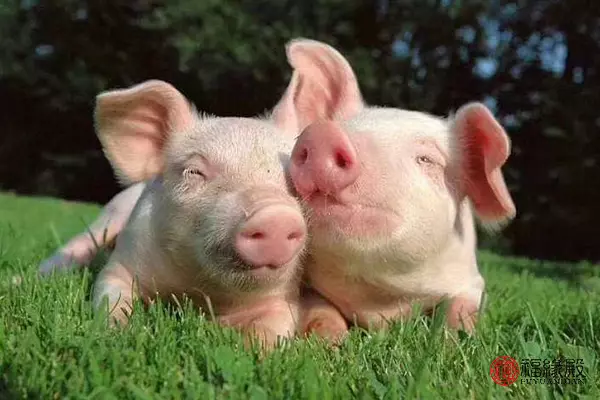 71年的猪男2022年全年事业运势怎么样呢(2)