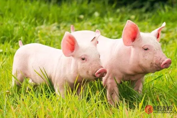 71年的猪男2022年全年事业运势怎么样呢(3)