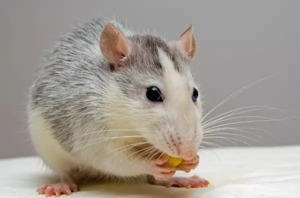 算命的说看见老鼠好不好是真的吗还是假的(1)