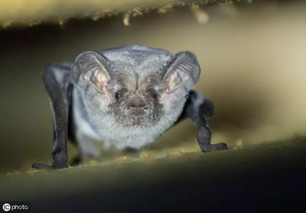 梦到老鼠变成蝙蝠什么意思周公解梦女人(1)