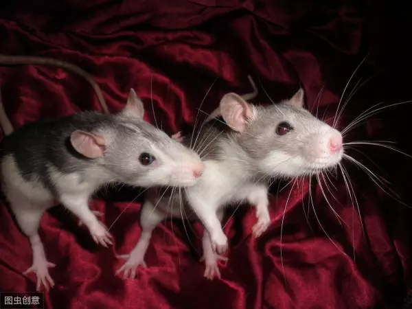 梦到老鼠变成蝙蝠什么意思周公解梦女人(2)