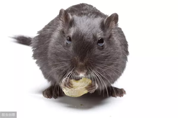 梦到老鼠变成蝙蝠什么意思周公解梦女人(4)