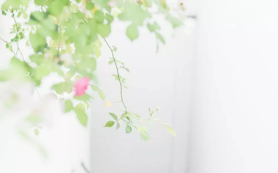 属虎狮子座女2022年运势如何看婚姻(2)