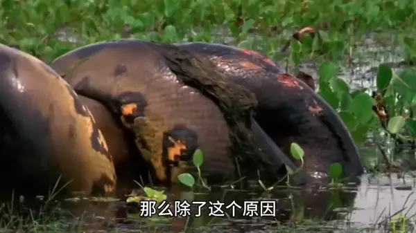 做梦蛇以朋友缠身是什么预兆周公解梦(2)