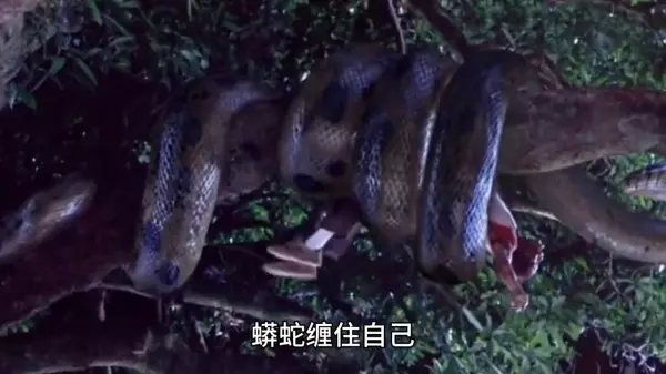 做梦蛇以朋友缠身是什么预兆周公解梦(4)