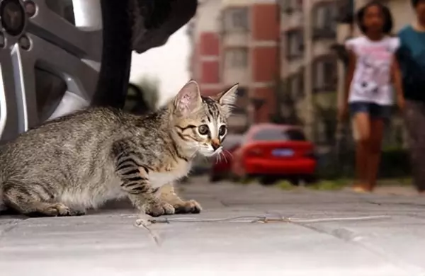 做梦梦到猫怕东西什么意思周公解梦女人(1)