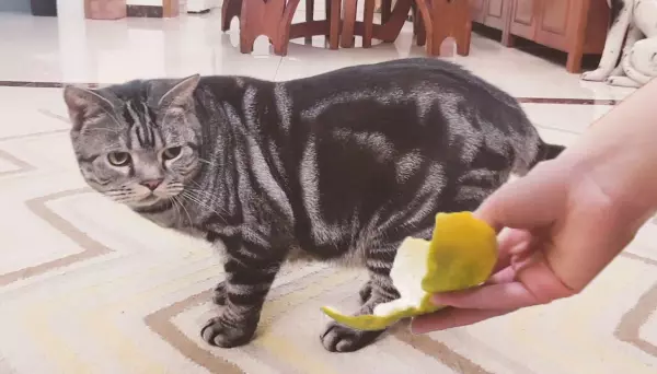 做梦梦到猫怕东西什么意思周公解梦女人(4)