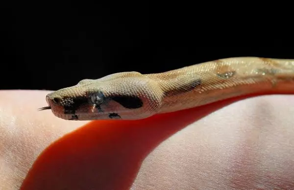 梦见有大蛇跑到家里来什么意思周公解梦女人(1)