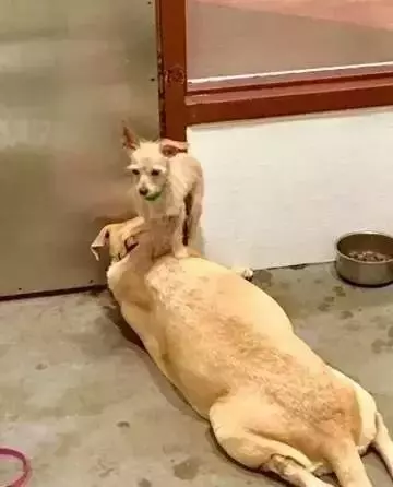 梦到一条大狗趴在身上是什么意思呀周公解梦女人(2)