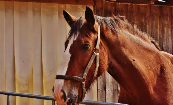 属马的今年运势和财运如何呢女孩子怎么样(3)