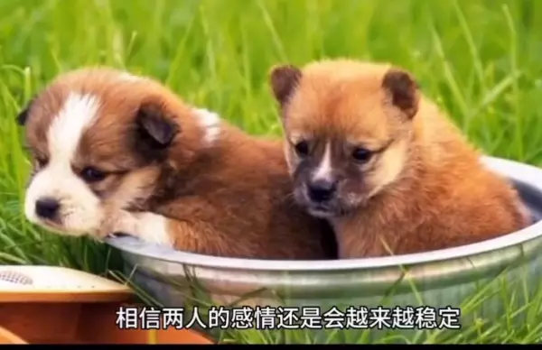 2023年属狗的整体运势怎样呢女孩(2)