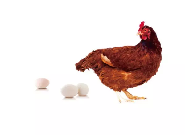 梦见一群鸡还有鸡蛋是什么意思周公解梦(1)