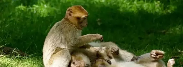 属猴今日麻将运势财运如何(1)