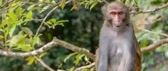属猴今日麻将运势财运如何(2)