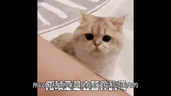 杂气食神格和食神格的区别(4)