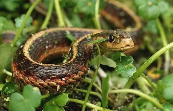 女人做梦梦到蛇很害怕有什么预兆吗周公解梦(1)