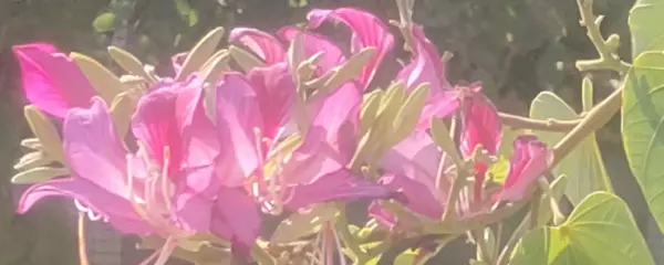 老婆梦见生二胎是什么征兆周公解梦女(1)