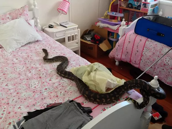 做梦蛇爬到床上是什么预兆周公解梦女人(3)