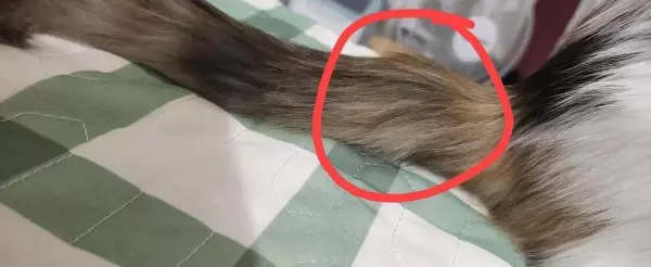 梦见自己养的猫尾巴断了是什么意思(1)