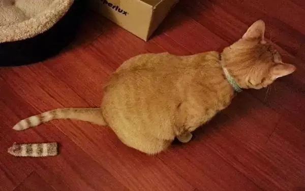 梦见自己养的猫尾巴断了是什么意思(2)
