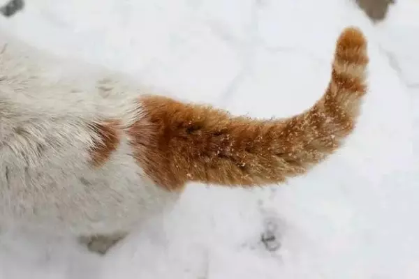 梦见自己养的猫尾巴断了是什么意思(3)