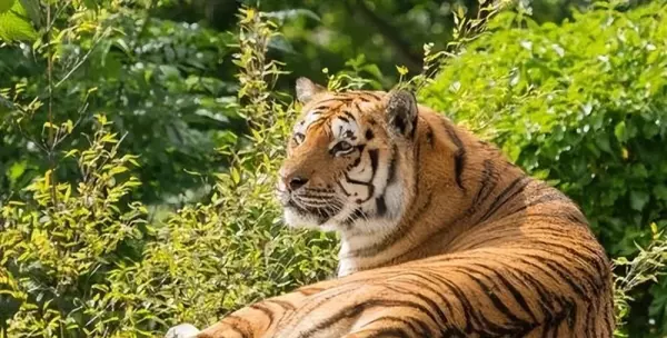 梦见自己朋友变成猴子是什么意思周公解梦(3)