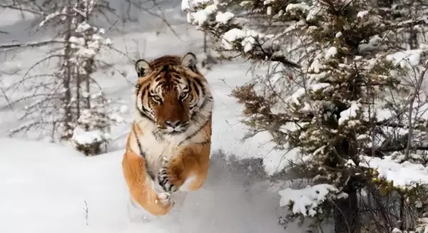 梦见自己朋友变成猴子是什么意思周公解梦(4)