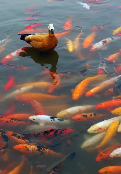梦见一条河大水流了很多鱼什么意思周公解梦(5)