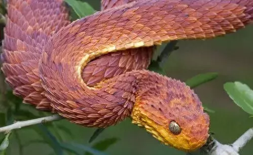 梦见家里很多大蛇什么意思周公解梦女人(1)