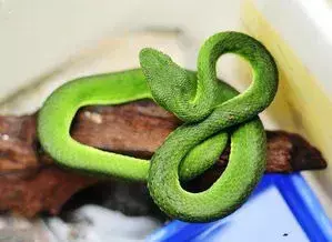 梦见家里很多大蛇什么意思周公解梦女人(4)