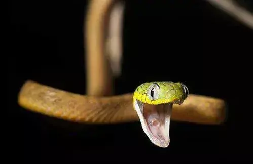 梦见家里很多大蛇什么意思周公解梦女人(6)