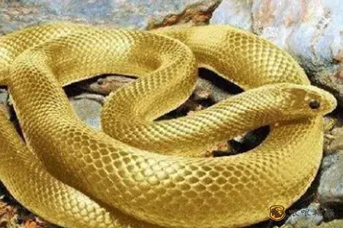 梦见家里很多大蛇什么意思周公解梦女人(7)