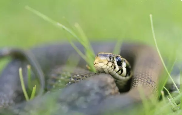 做梦梦到蛇是什么意思 什么预兆(3)