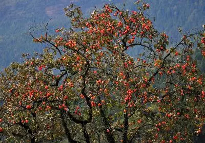孕妈梦见偷榴莲是啥意思周公解梦女(1)