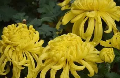 孕妈梦见偷榴莲是啥意思周公解梦女(2)