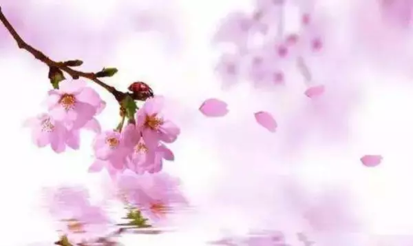 形容一个人桃花运不好的算命术语有哪些句子(1)